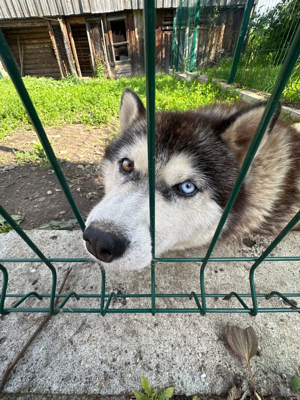 Lazy summer garden day in Yaroslavka, flowers and a husky
