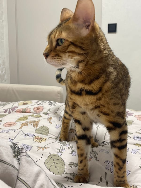 Bengal cat photographed in domestic setting in Izhevsk, Russia