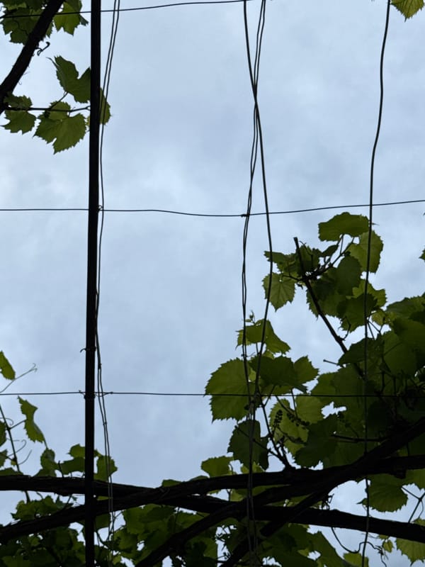 Garden vines documented on trellises in Shumen, Bulgaria