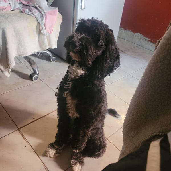 Cockapoo dog spotted on tiled floor in Catamarca