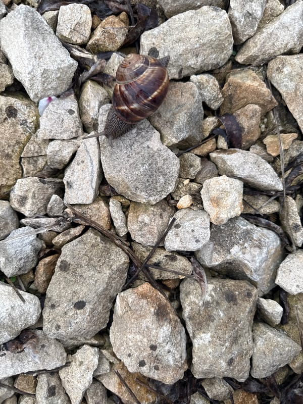 Snail spotted on rocky ground in Varna Bulgaria