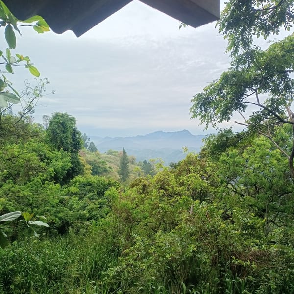Early morning scenes captured in Hindagala showing vegetation, monks