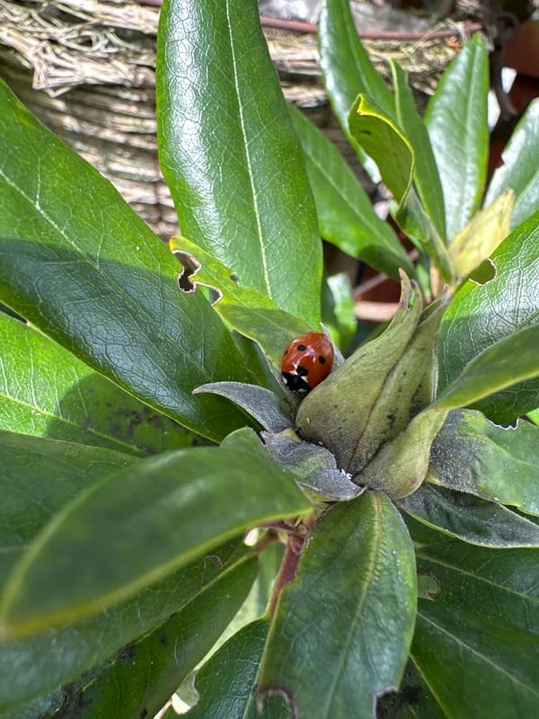 Spring garden activity documented in Macclesfield with daffodils, ladybugs