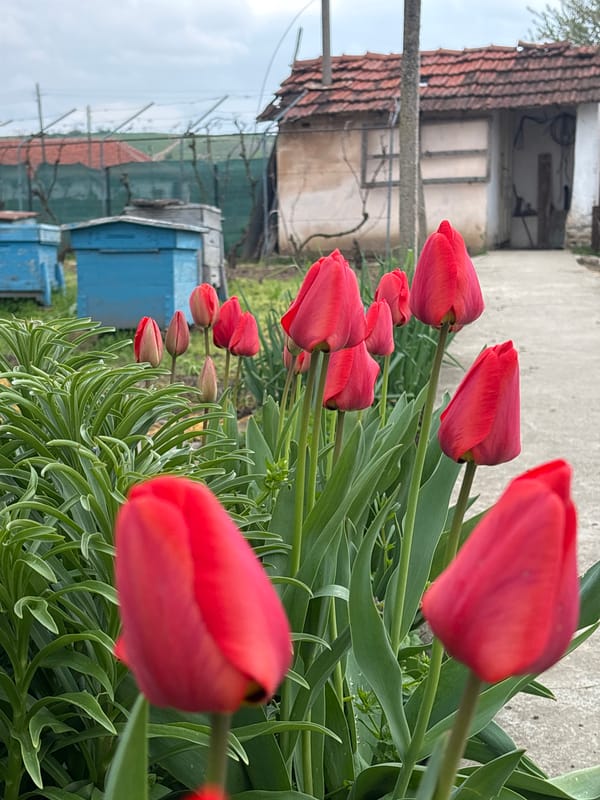 Easter egg dyeing activity documented in Lehchevo, Bulgaria