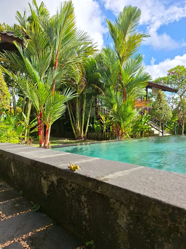 Grasshopper spotted at Ubud pool resort in early morning