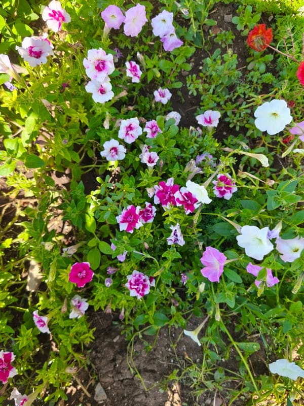 Summer garden life in Crimea — plants, produce, and a cat