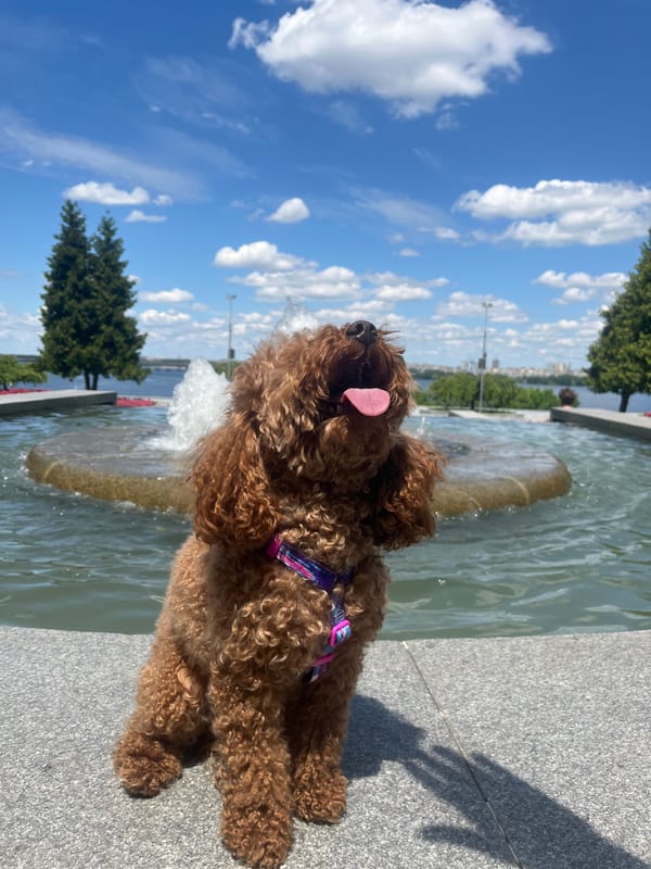 Summer morning at Dnipro's riverside park, poodle and all
