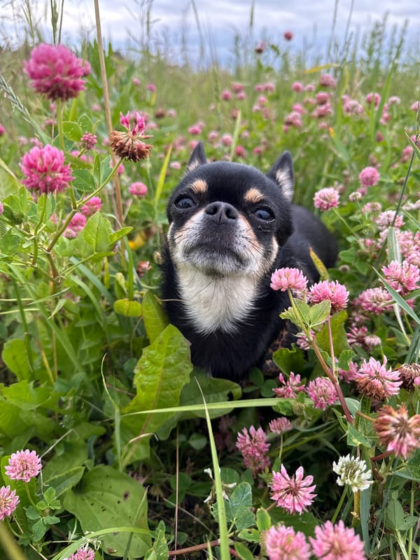 Summer fields and a curious Chihuahua in rural Russia