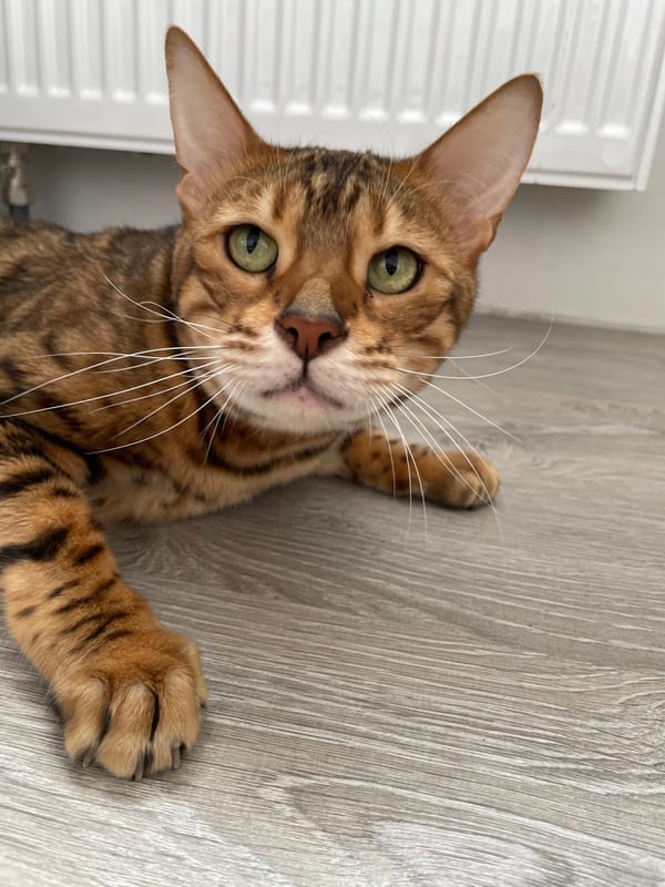 Bengal cat plays indoors, bicycles parked outside in Izhevsk