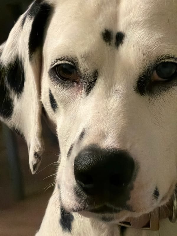 Person pets Dalmatian dog in Vladivostok apartment