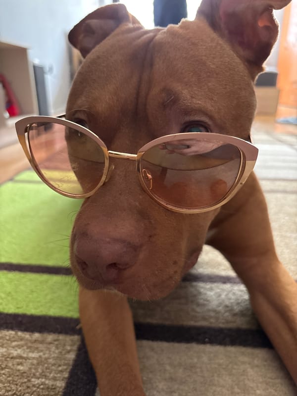 Dog photographed in playful indoor poses wearing sunglasses in Sofia