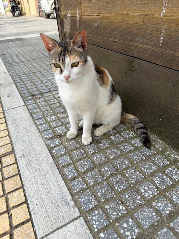 Street photography session captures Alexandroupolis buildings and local cat