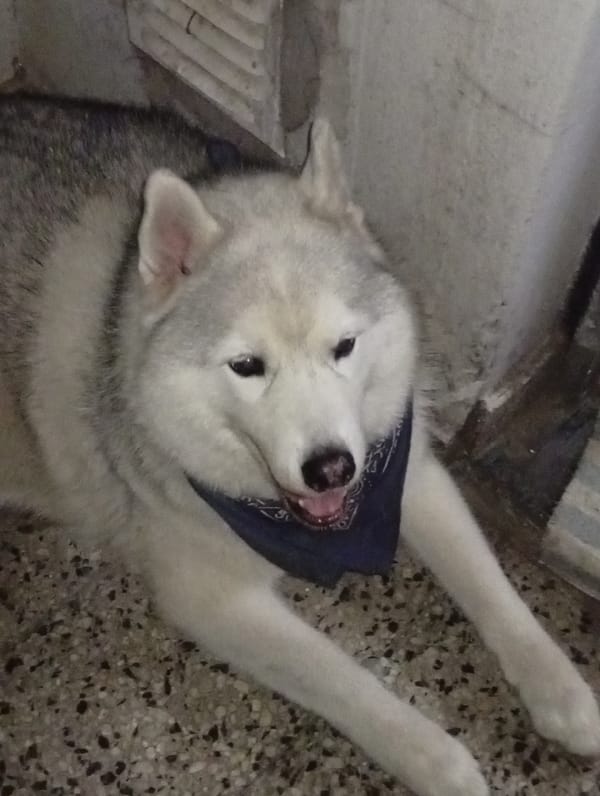 Husky responds to commands during domestic morning in Buenos Aires
