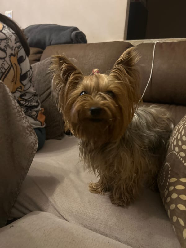 Yorkshire Terrier rests on couch in Burgas home