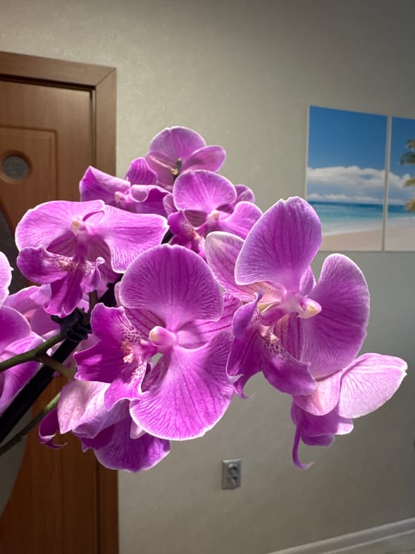Vibrant orchid blooms photographed in indoor Haskovo setting