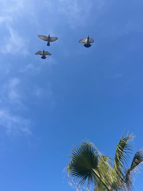 Morning stroll captures cat, pigeons, beachgoers in Alanya