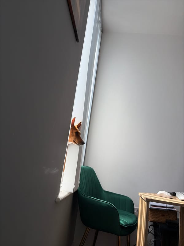 Dog peers over white platform in Salford indoor setting