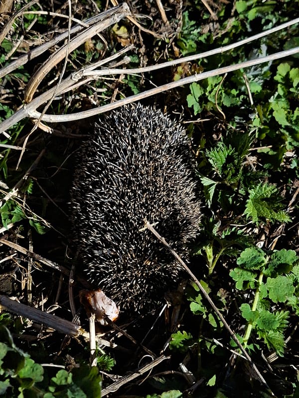 Hedgehog spotted resting among vegetation in Karsha, Russia