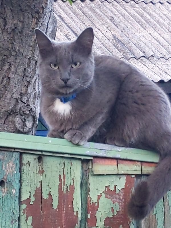 Gray cat on a peeling fence in Kyiv