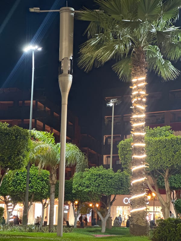 Decorative palm tree lighting documented in nighttime Marrakesh
