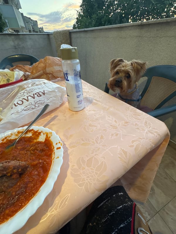 Yorkshire Terrier joins an outdoor dinner table at sunset in Sozopol