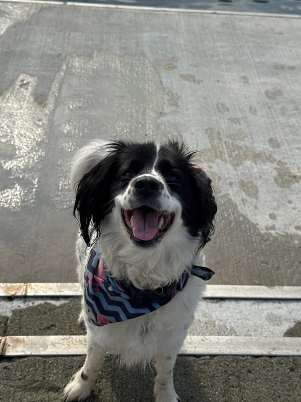 Dog enjoys coastal outing in Bulgarian seaside town