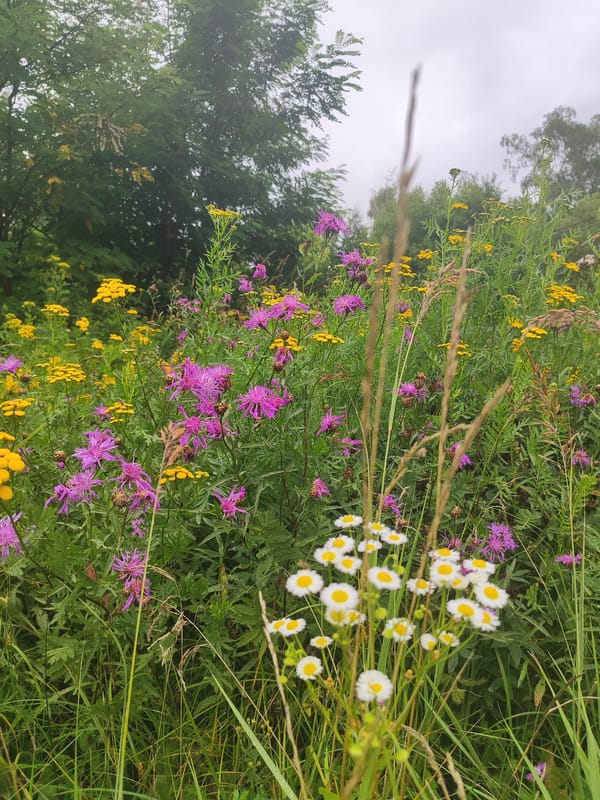 Wildflowers in bloom across a meadow near Bronnitsy