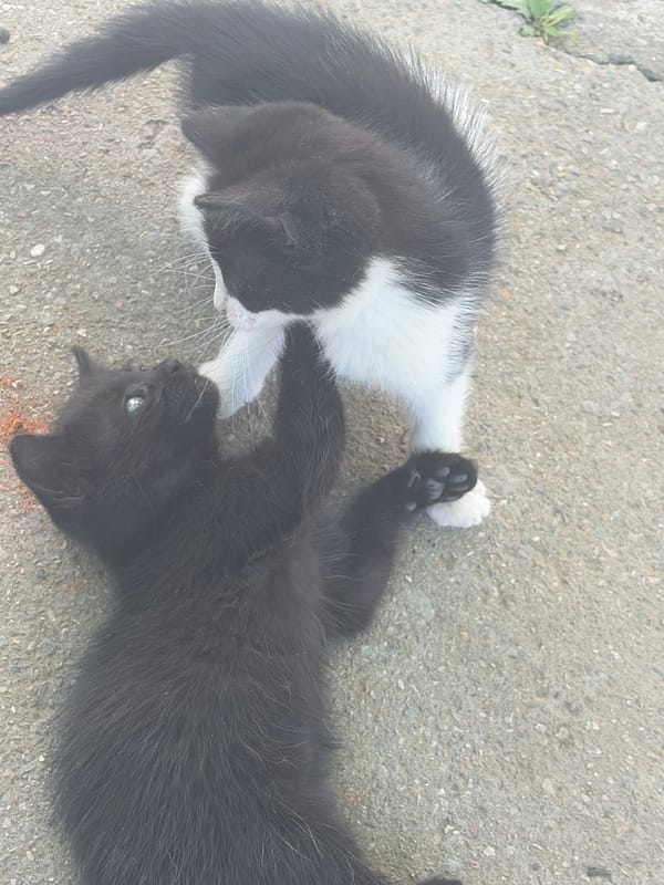 Garden party with playful kittens in Vlasatitsa, Bulgaria