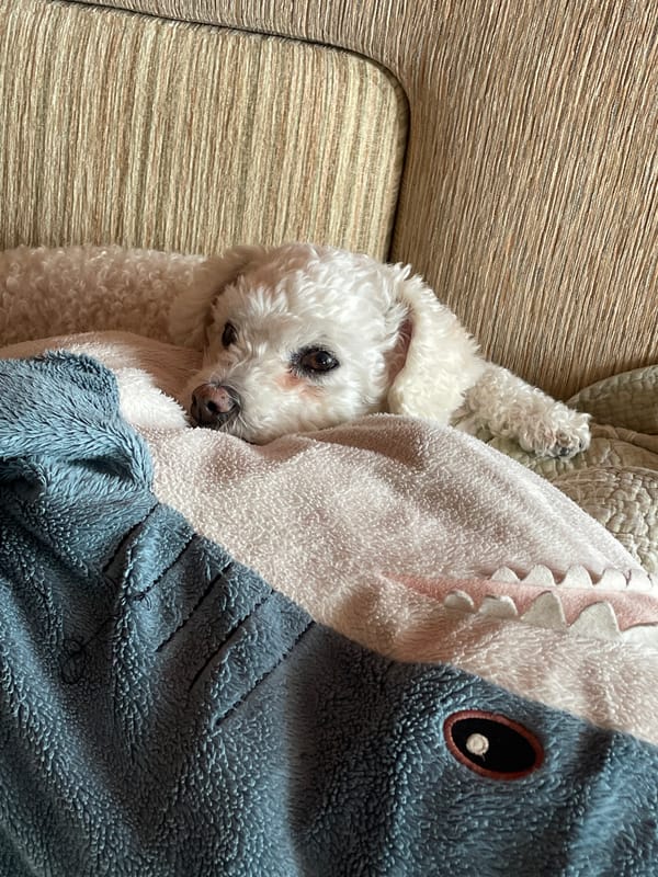White poodle rests on sofa with shark blanket