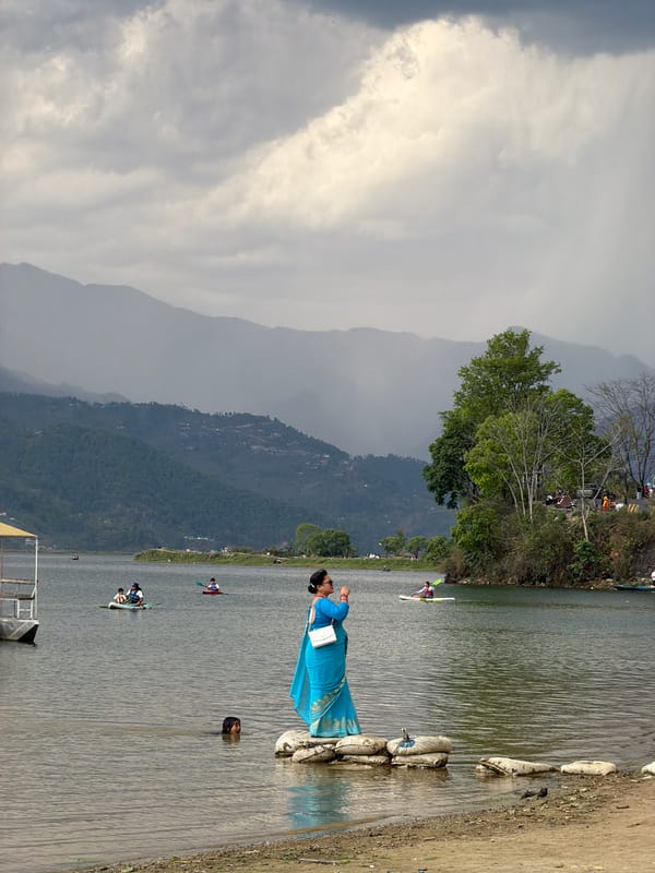 Cow grazes on hillside overlooking Pokhara, Nepal