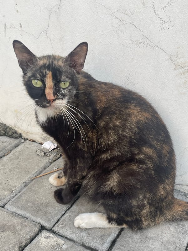 Cats, a goose, and street food on a South Tangerang block