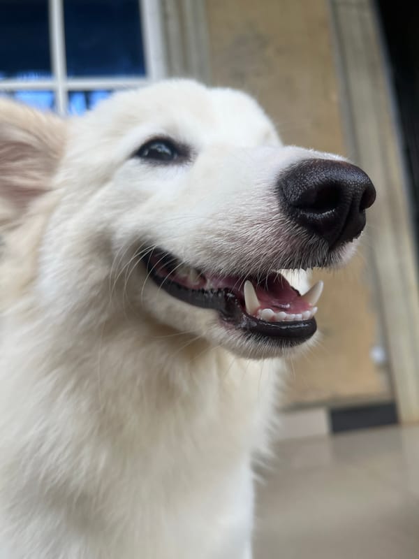 Everyday moments captured with dog in Ikot Ekpene, Nigeria