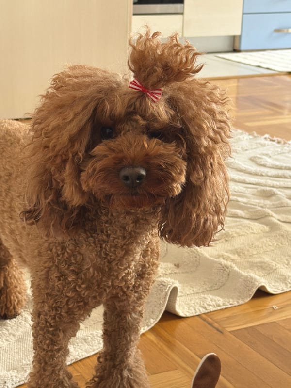 Woman's quiet morning routine with poodle documented in Montenegro