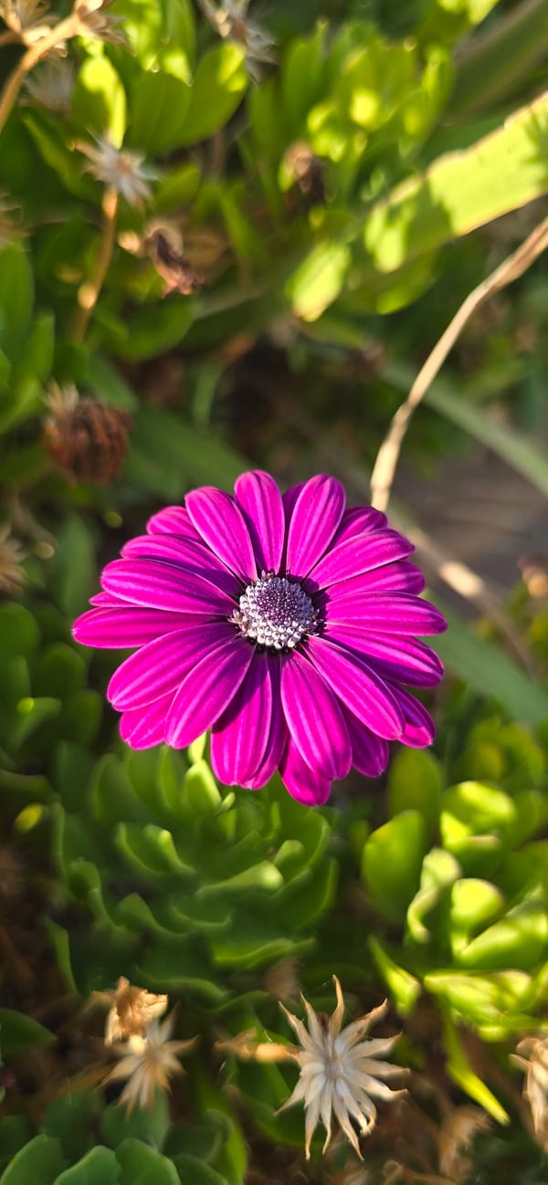 Close-up macro shots of purple and yellow flowers in bloom