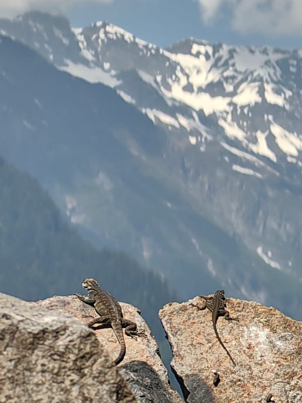 Lizards spotted on mountain rocks in Vashisht, India