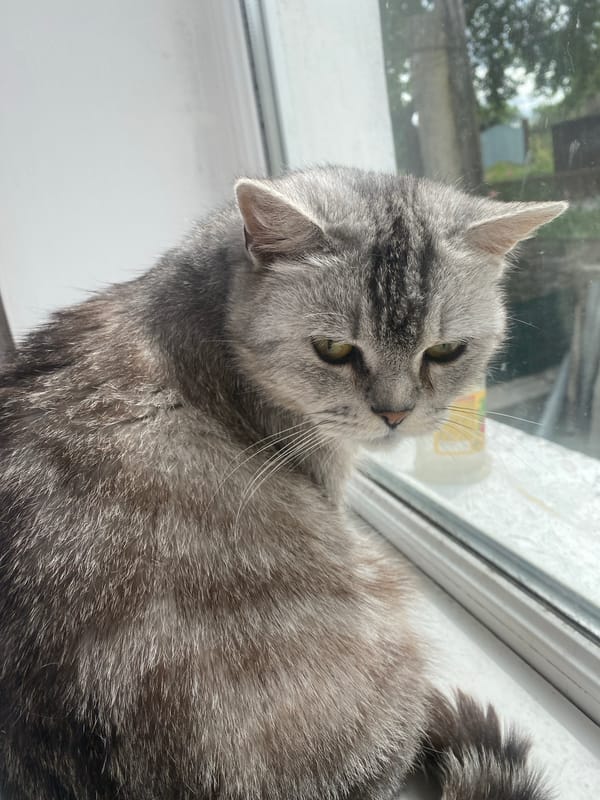 Gray tabby cat rests on windowsill in Pakhynia