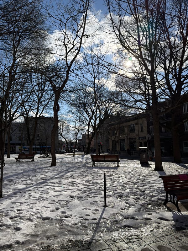 Winter street scenes documented in Montreal including mural, trees