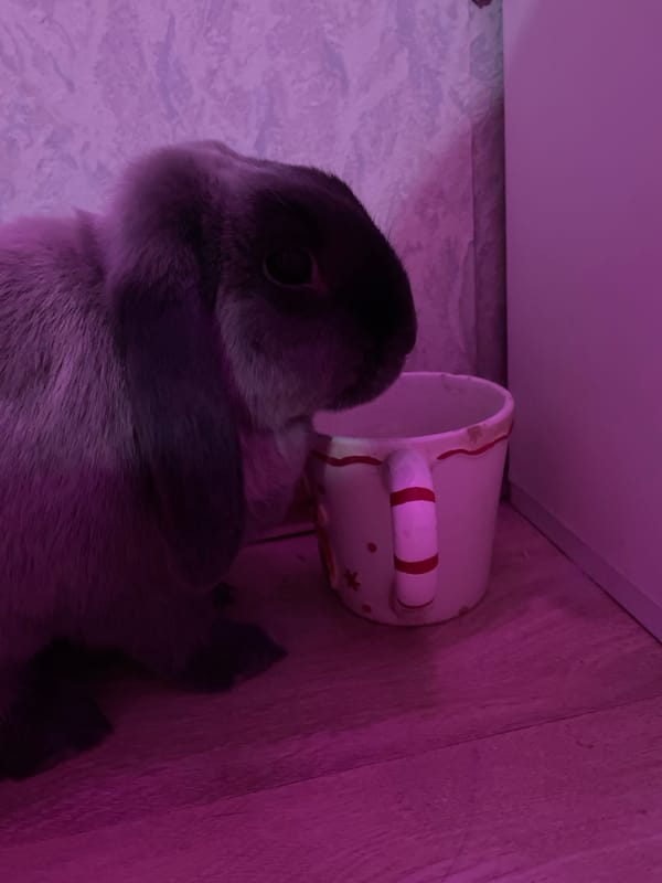 Magenta-lit selfie session with pets documented in Votkinsk