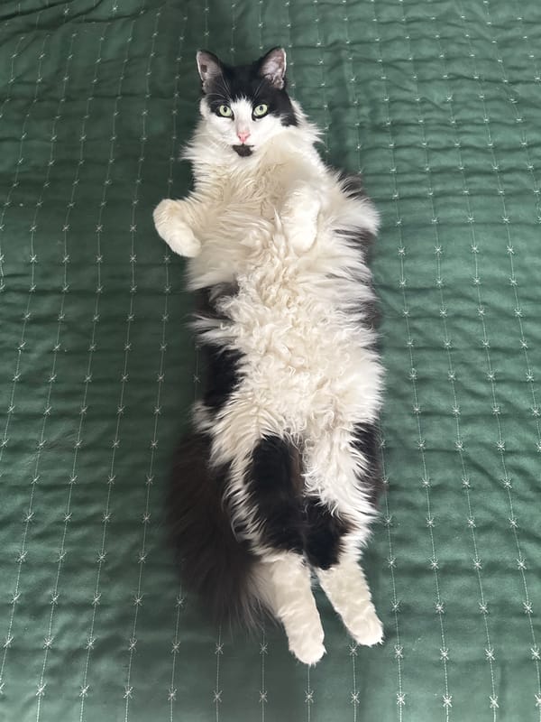 Black and white cat lounging on a green quilted blanket