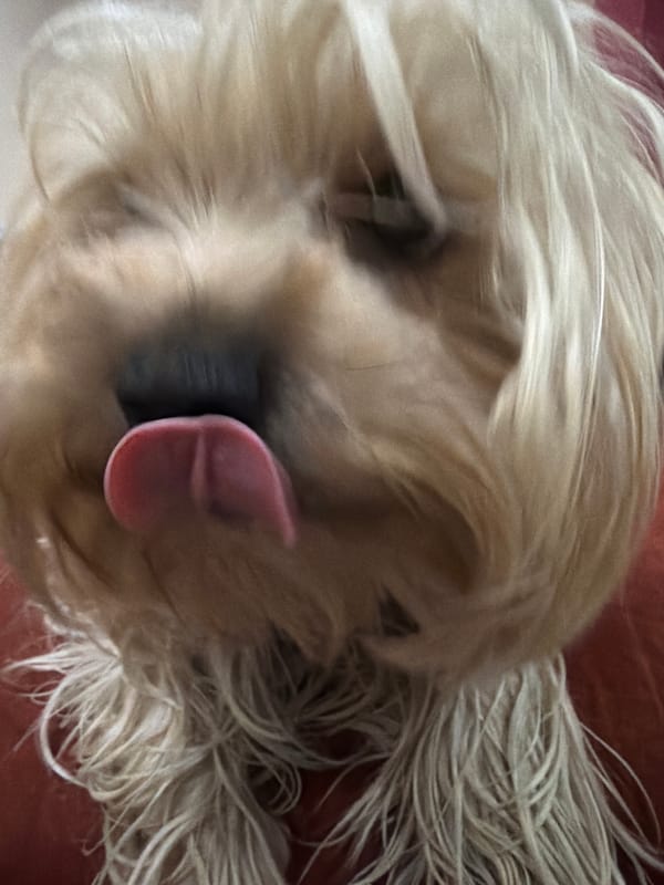 Close-up dog photos captured in Bansko, Bulgaria