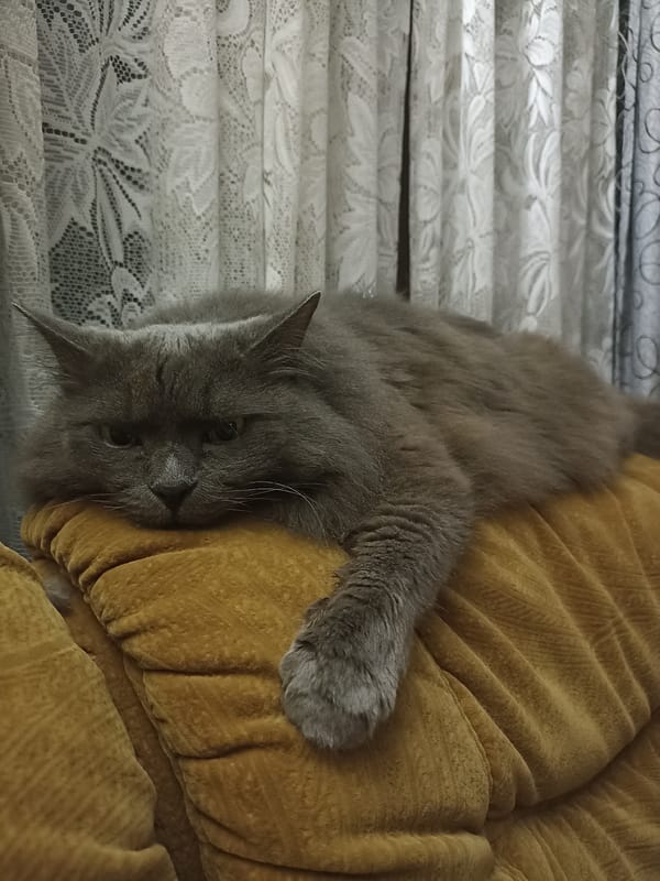 Grey cat napping on a mustard cushion in Votkinsk