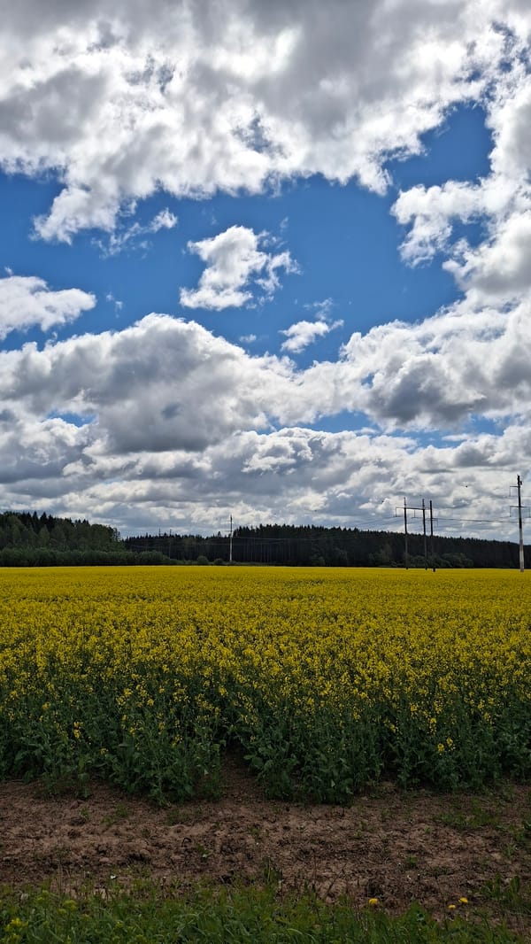 Yellow rapeseed field blooms under cloudy skies in Пудость