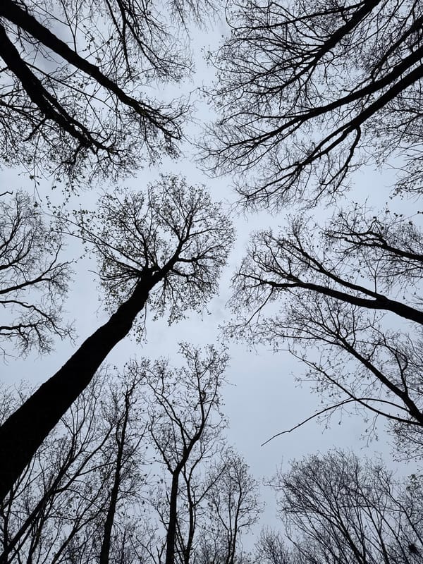 Spring walk documented through tree-lined park in Rostov-on-Don