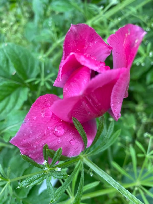 Morning garden flowers documented with water droplets in Dnipro