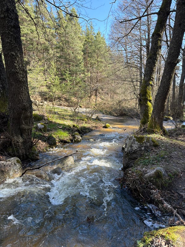 Morning forest stream documented in Velingrad, Bulgaria