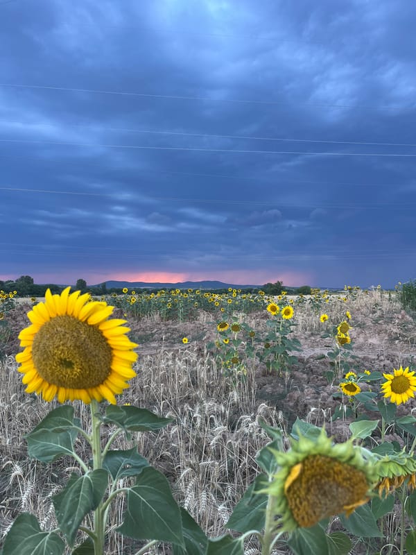 Sunflower fields under a stormy sky in rural Bulgaria