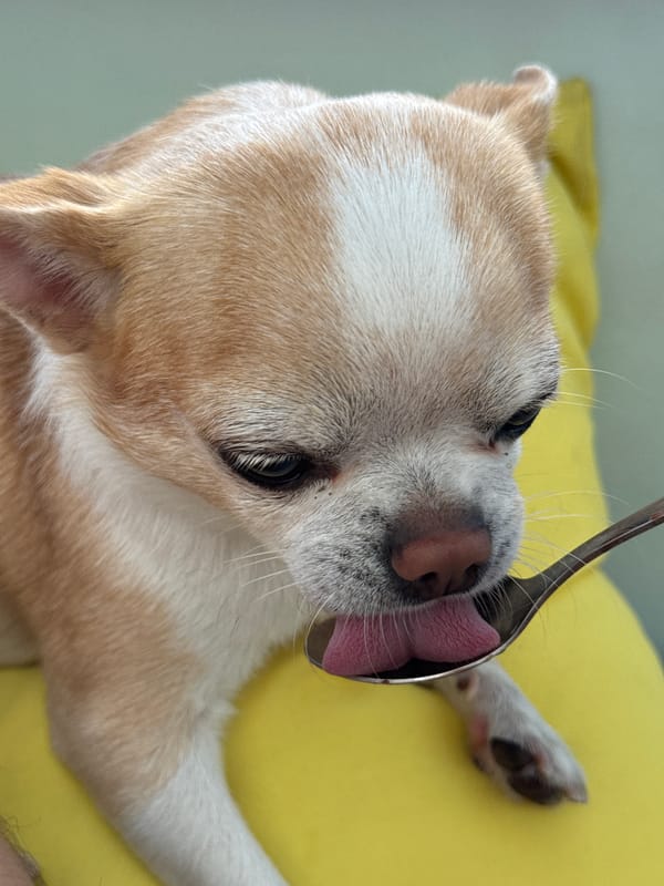 Chihuahua's morning routine captured in Rostov-on-Don apartment