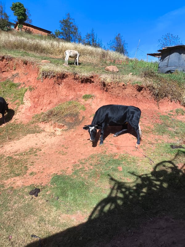 Cattle graze on hillside in San Ignacio, Peru