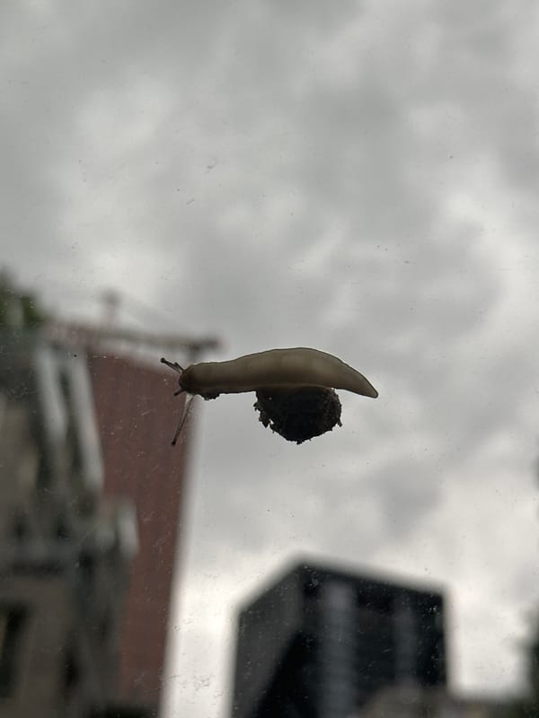 Slugs and snails documented crawling across Amsterdam surfaces