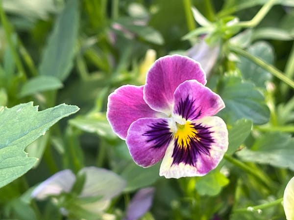 Garden flowers, a friendly cat, and scattered outdoor scenes